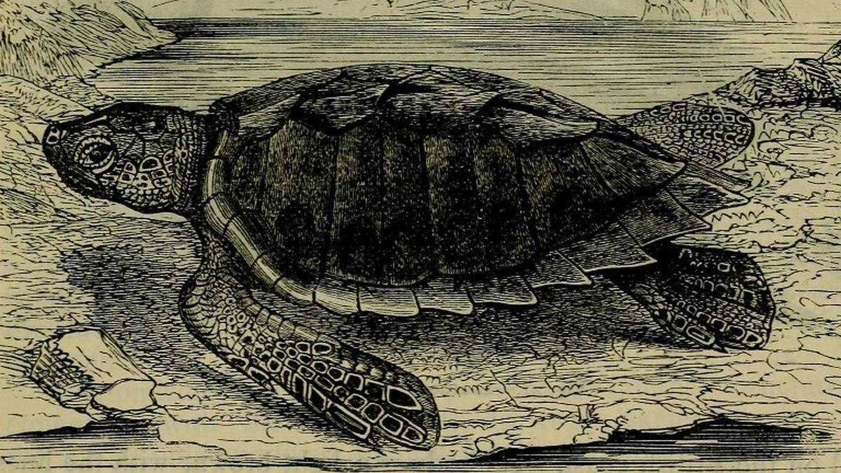 Turtle