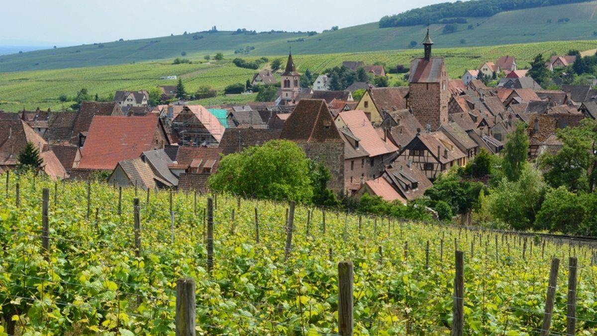 The vineyards, Riquewihr