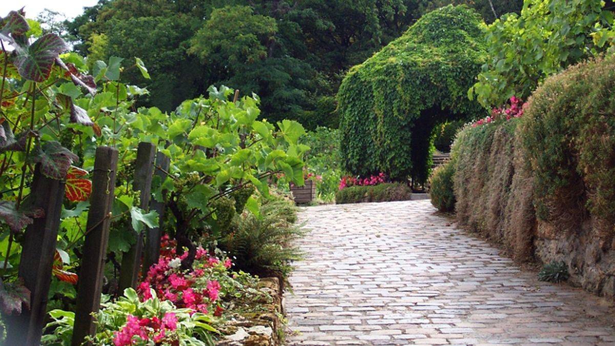 The vineyard
