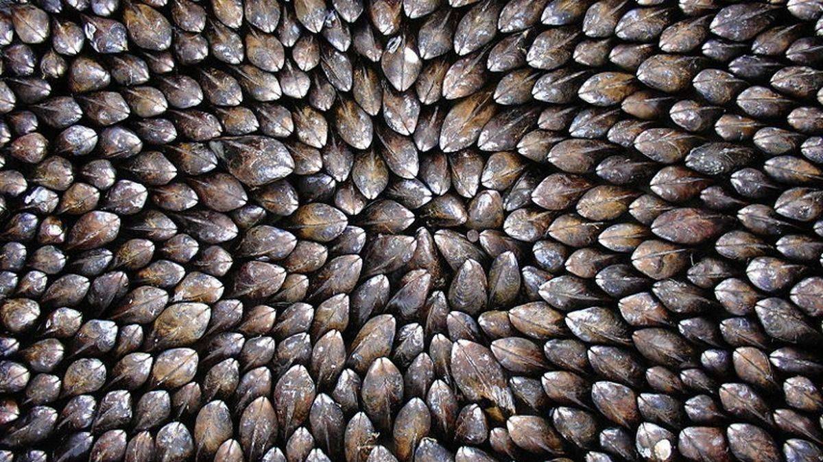 Mussels on a plank