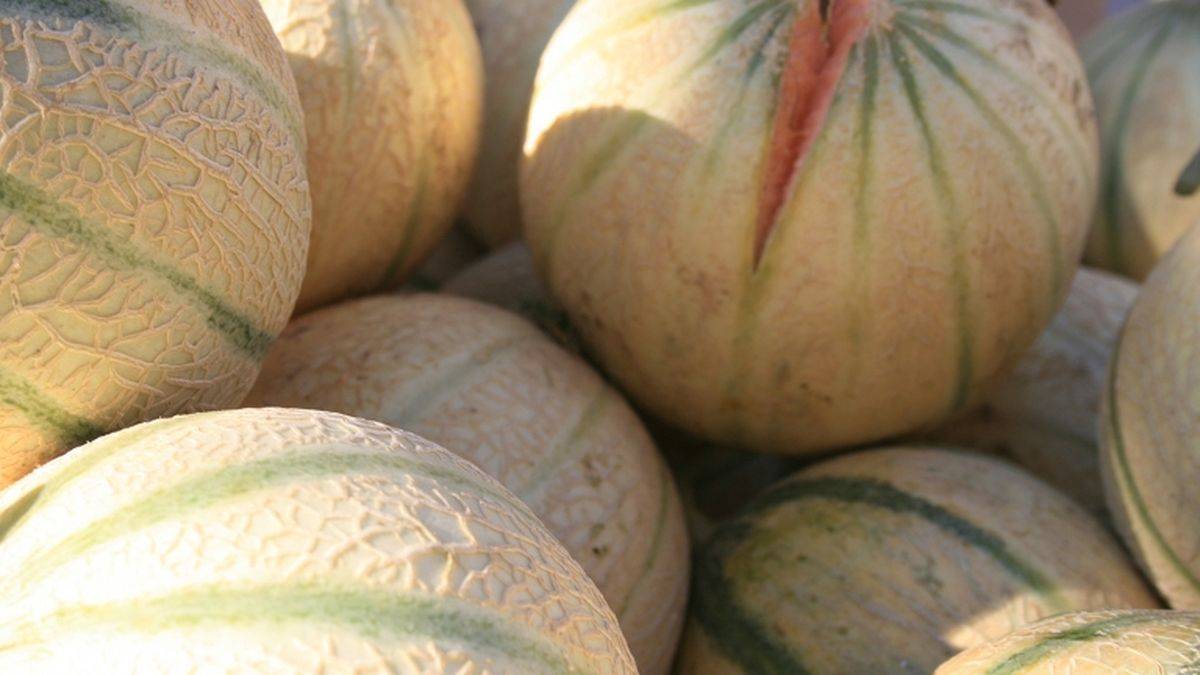 Cavaillon melon
