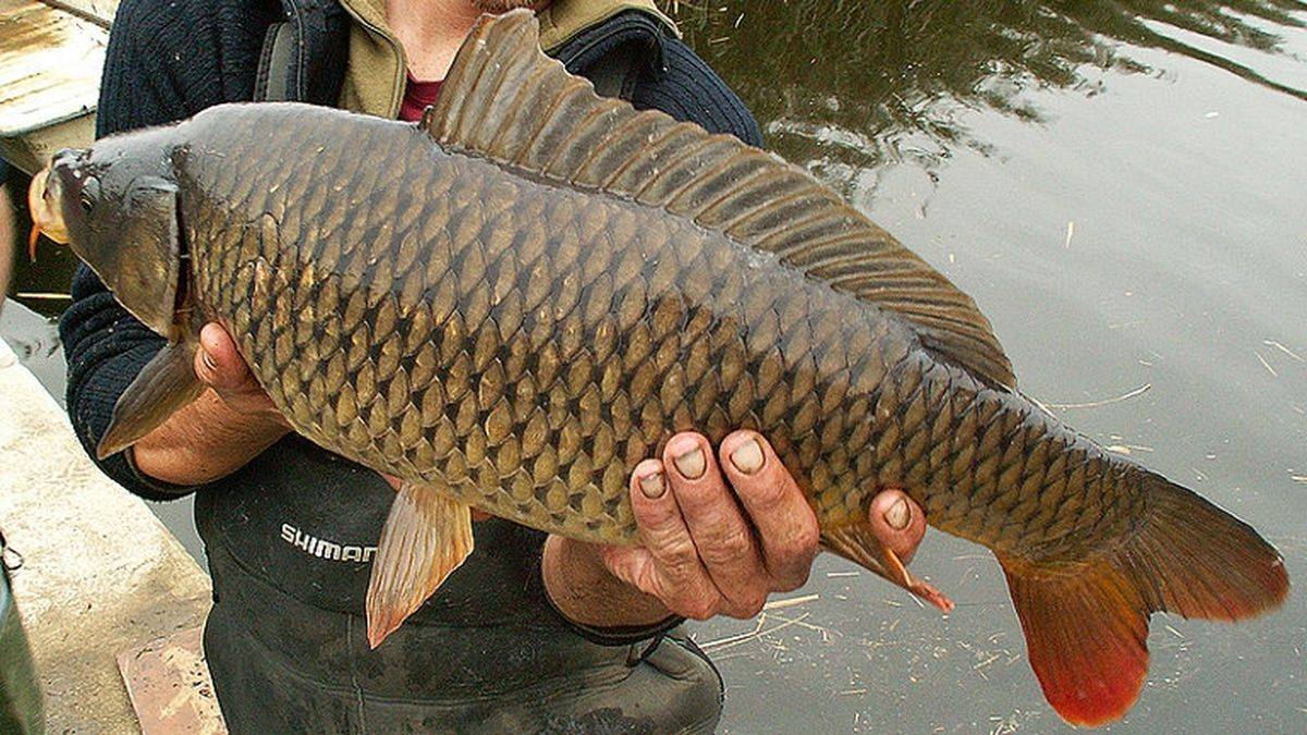 A carp