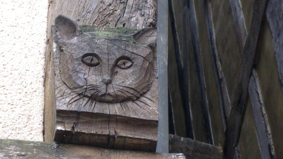 The cat!