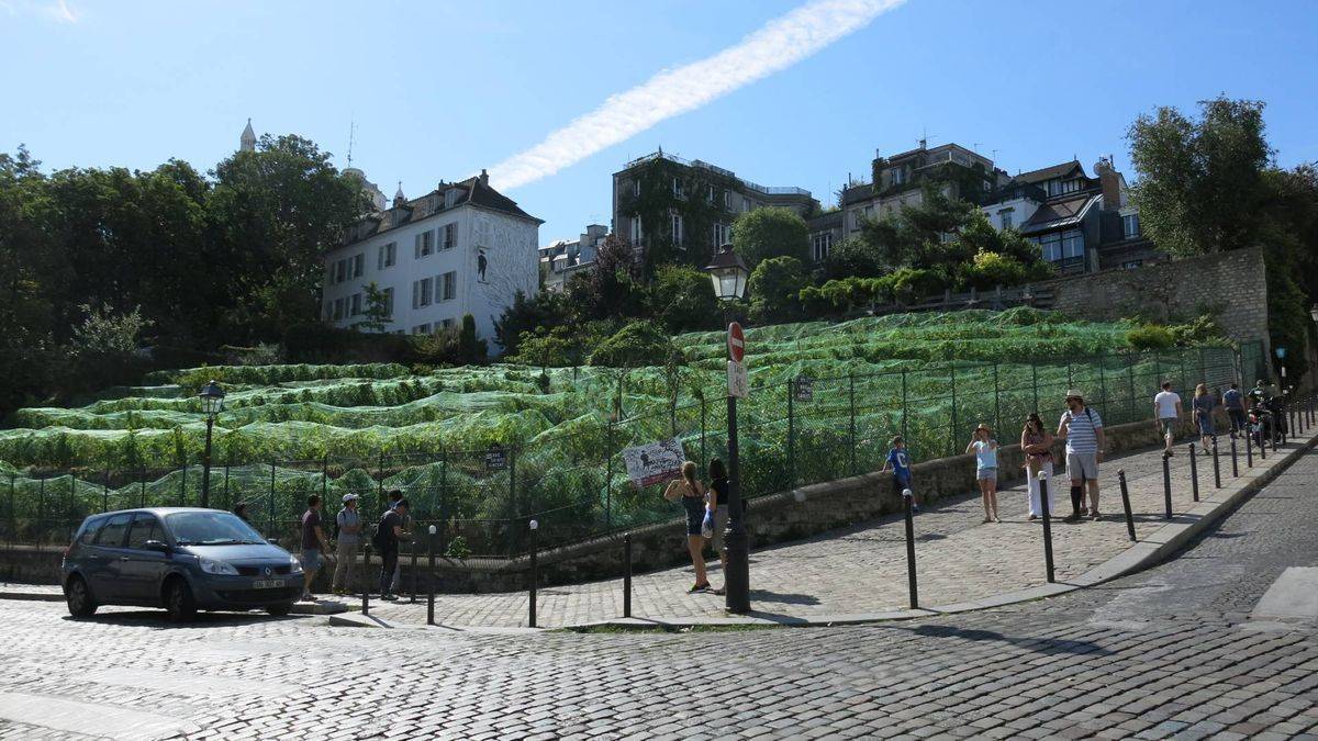 Montmartre vineyards